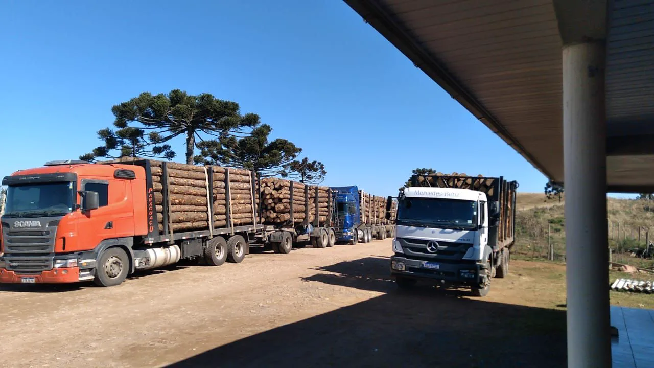 Peças de eucalipto tratado